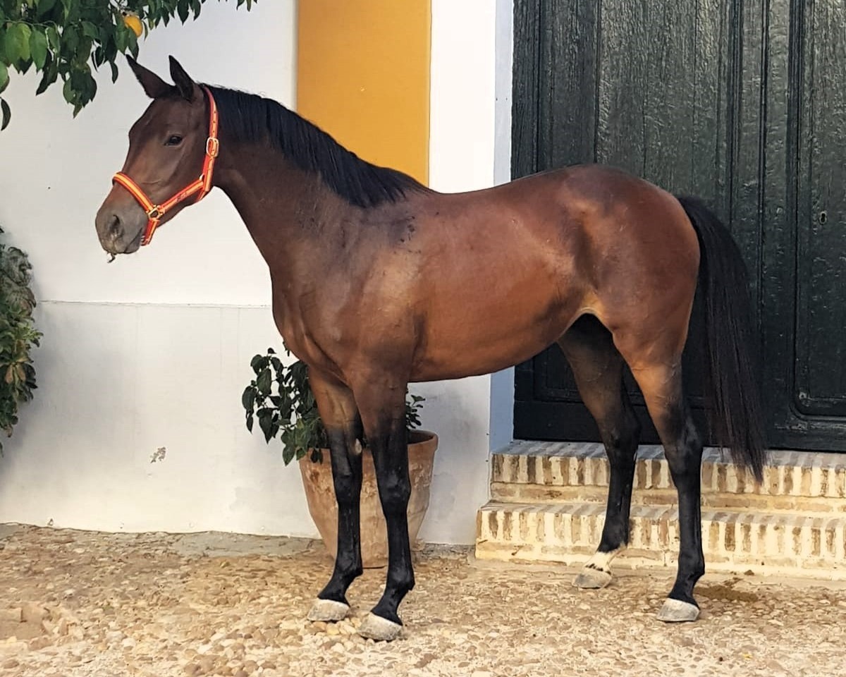 horse